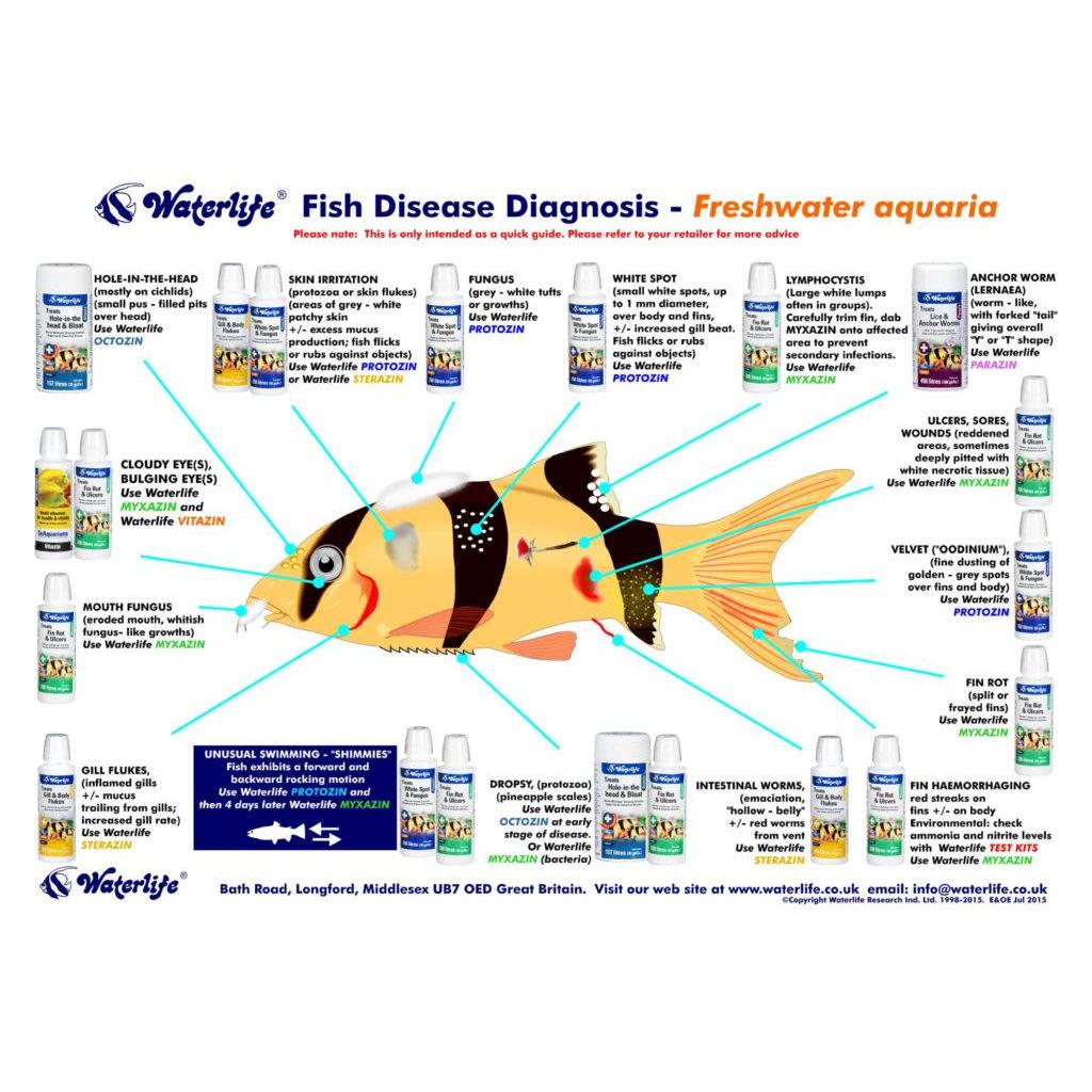 Waterlife Fish Disease Diagnosis